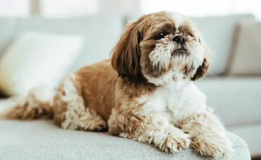 Shih tzu - charakter, pielęgnacja i zdrowie tej rasy