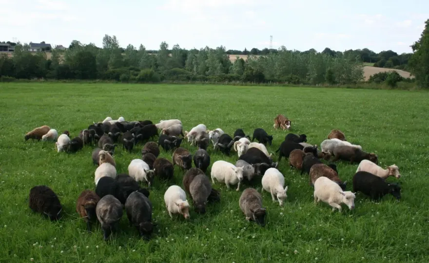 Mouton nain sans tonte - Évitez les erreurs courantes