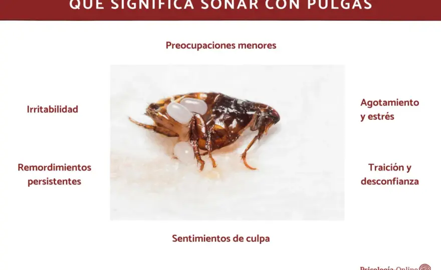 Soñar con pulgas - ¿Qué te está intentando decir tu mente?