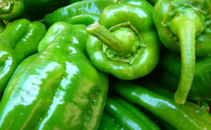 Paprika ernten - Reife erkennen, richtig schneiden, lagern