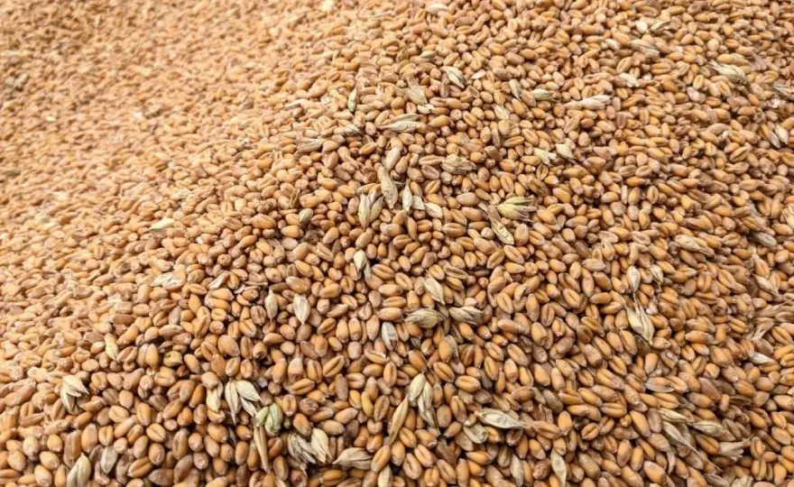 Cena pszenżyta - Jak sprzedać drożej? Sprawdź aktualne stawki!