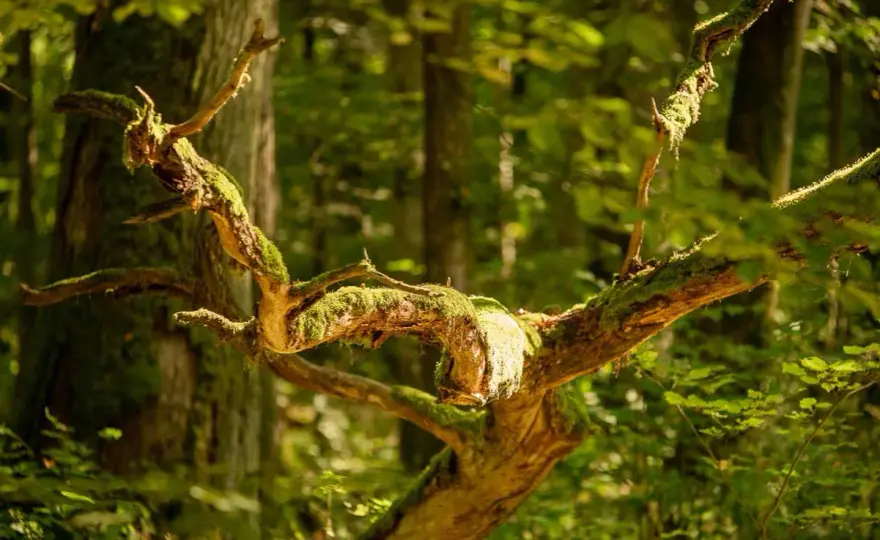 Rezerwat Białowieża - jak zwiedzać puszczę i chronić przyrodę