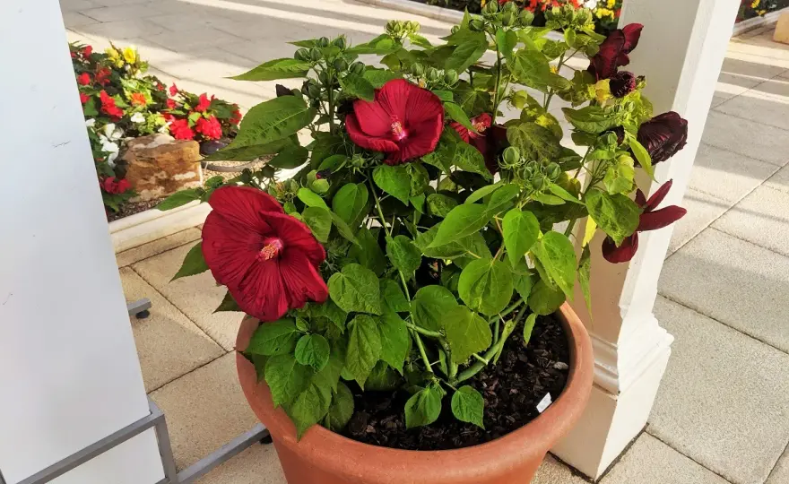 Hibiskus - Jaki wybrać do ogrodu, a jaki do doniczki?
