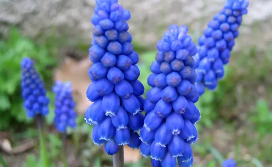 Muscari - Le secret d'une floraison printanière éclatante