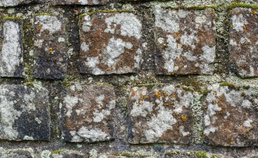 Flechten auf Pflastersteinen entfernen - was wirklich hilft
