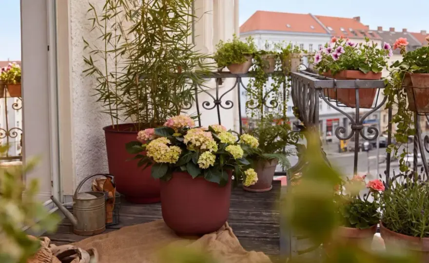 Jakie kwiaty na słoneczny balkon wybrać, by kwitły całe lato