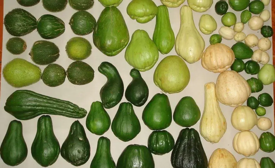 Zucchina centenaria o chayote? Come coltivarla in Italia