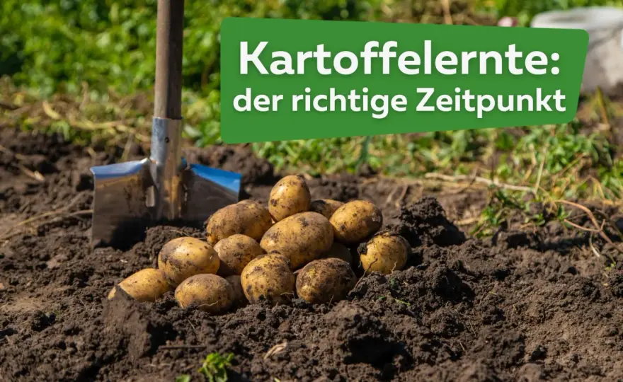 Wann erntet man Kartoffeln? Der richtige Zeitpunkt