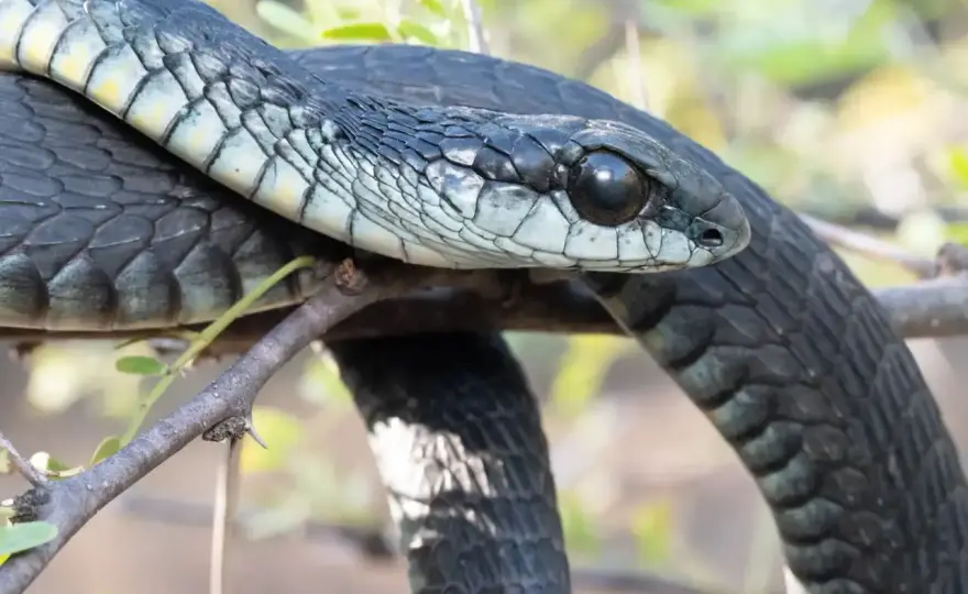Velocidad mamba negra - ¿Realmente es tan rápida?