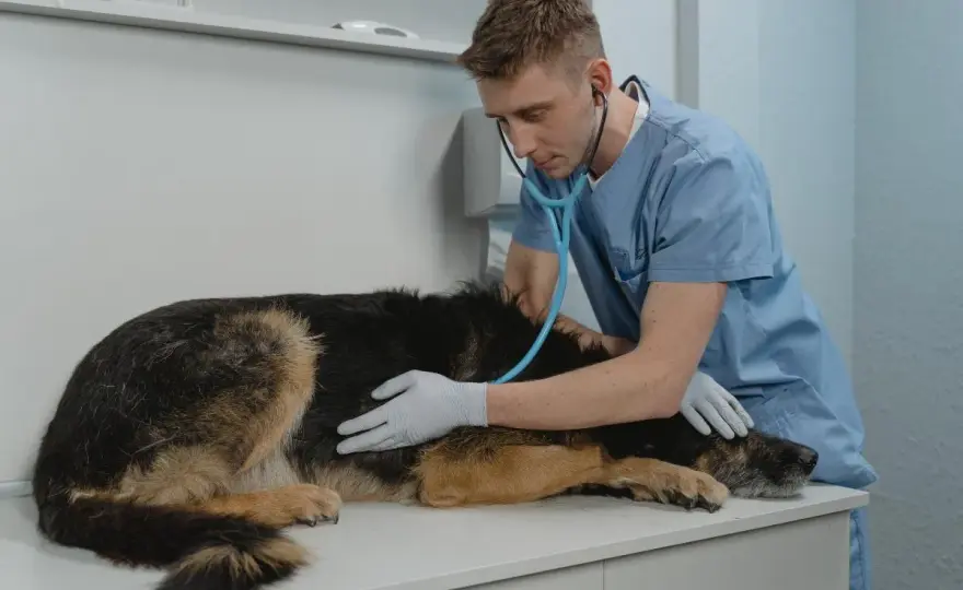 Perro con estómago revuelto - ¿Cuándo es grave y qué hacer?