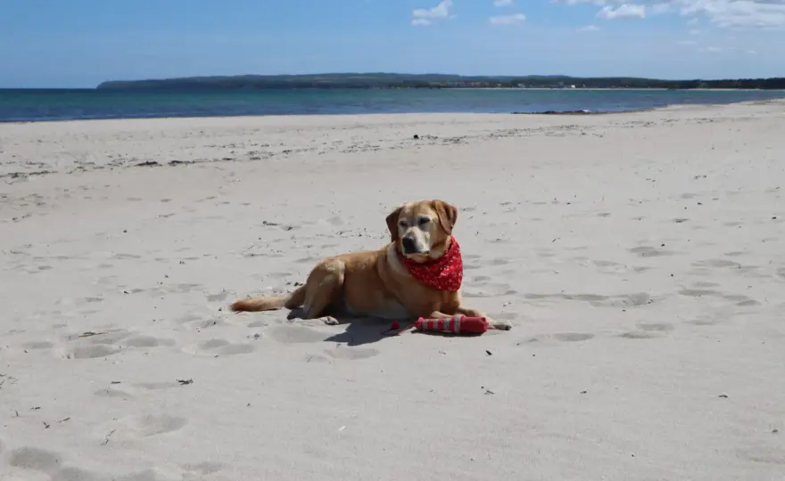 Strand Breege - Dein perfekter Tag an der Schaabe auf Rügen