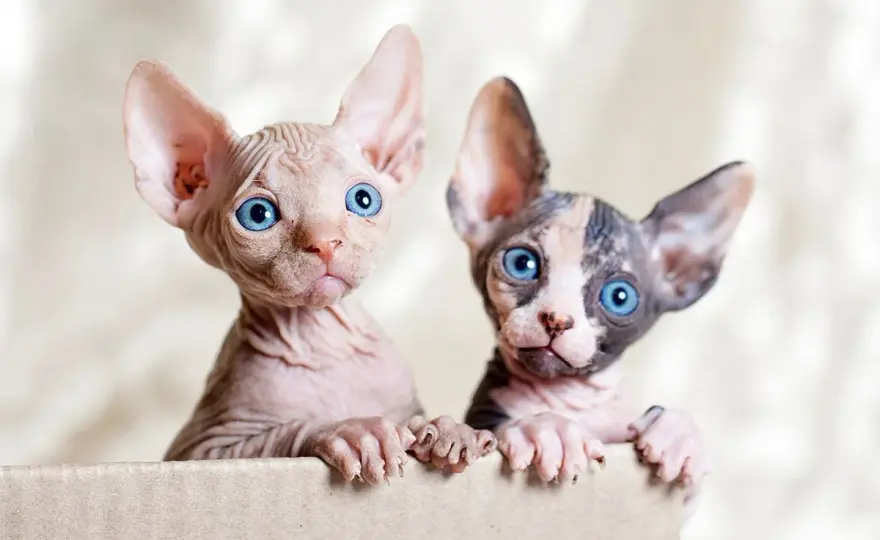 Chat Sphynx - Vrais besoins, soins, santé: tout savoir avant d'adopter