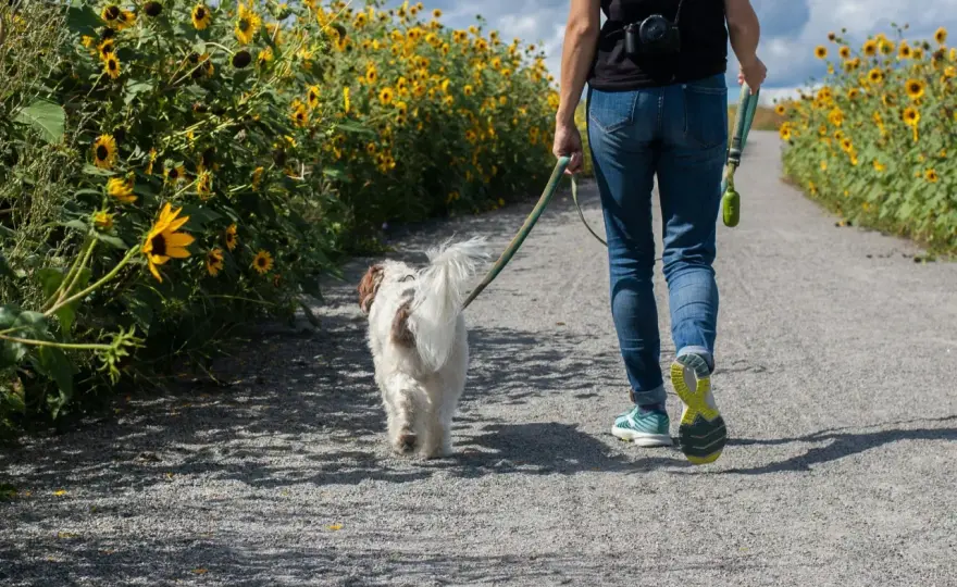 Ile razy dziennie z psem na spacer? Odkryj, co jest najlepsze dla zdrowia psa