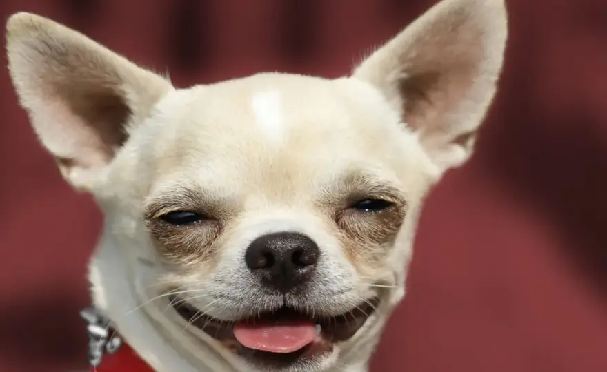 ¿Perros sonríen? Descifra su lenguaje corporal y bienestar