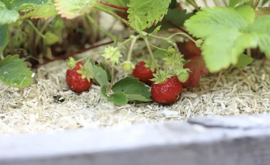 Ostara jordgubbe - Lång skörd hela sommaren? Så lyckas du!