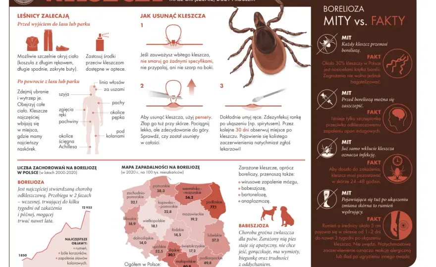 Jak rozpoznać kleszcza na skórze? Kluczowe cechy i różnice