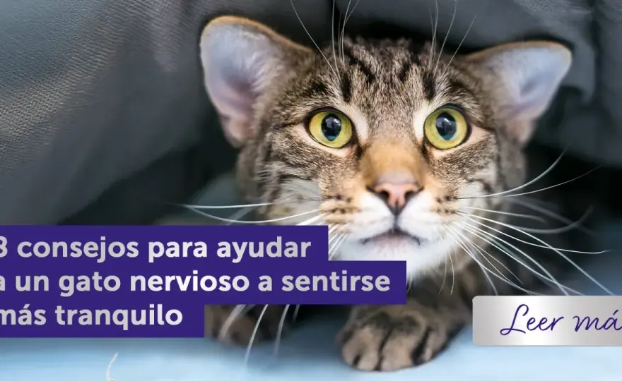 Cómo relajar a un gato - Guía para un felino tranquilo