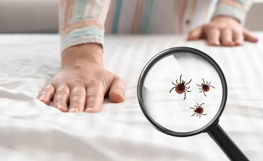 Co odstrasza kleszcze - Sprawdź, co naprawdę działa, a co jest mitem