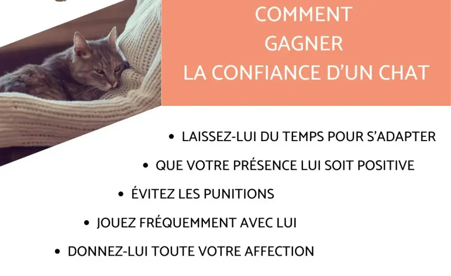 Apprivoiser un chat adulte - Gagnez sa confiance, évitez les erreurs