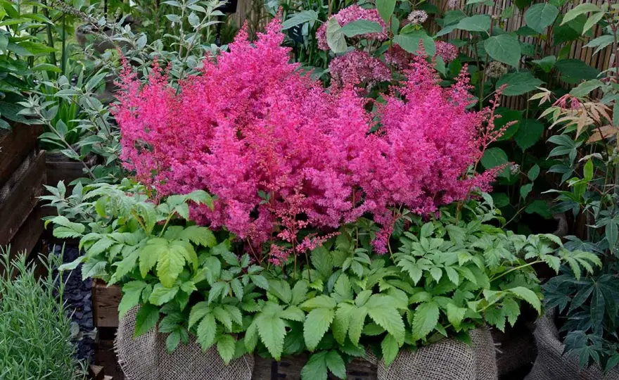 Astilbe i kruka - Så lyckas du med frodig blomning!