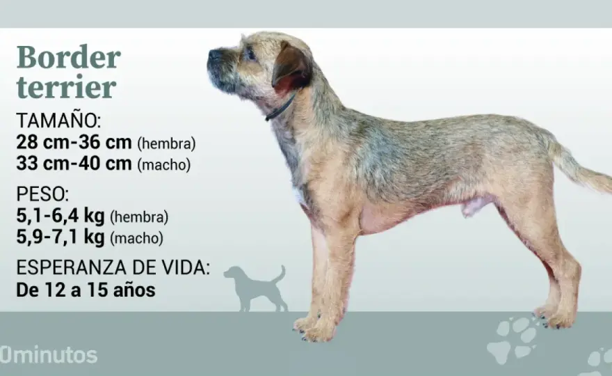 Border Terrier: ¿Es el perro ideal para ti? Guía completa