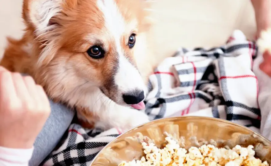 ¿Perros pueden comer palomitas? La verdad que debes saber