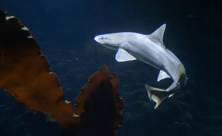 Rekiny w oceanarium Gdynia - co warto zobaczyć i doświadczyć