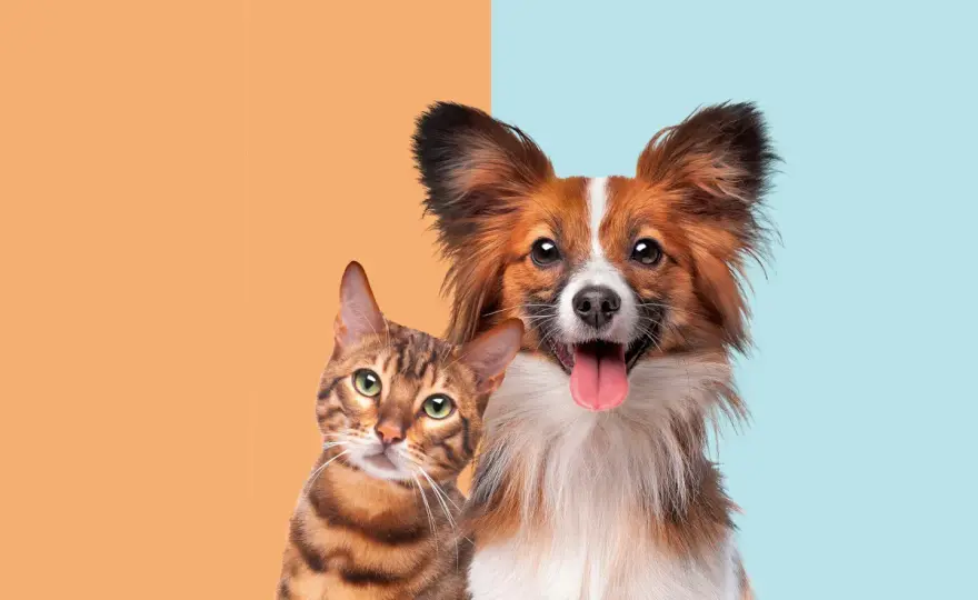 Cat vs Dog Intelligence - Who's Really Smarter?