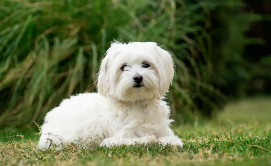 Bichon Maltais - Durée de vie et 3 secrets pour la prolonger