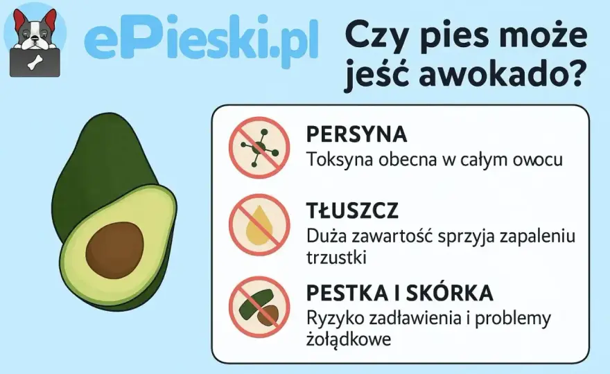 Czy pies może jeść awokado? Ryzyko, objawy i bezpieczne zamienniki
