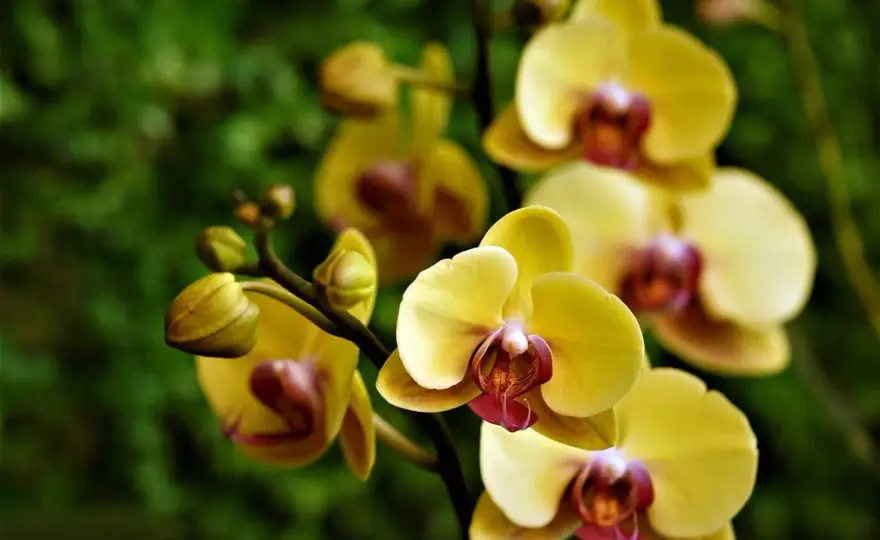 Orchidée jaune - Signification, usages et conseils