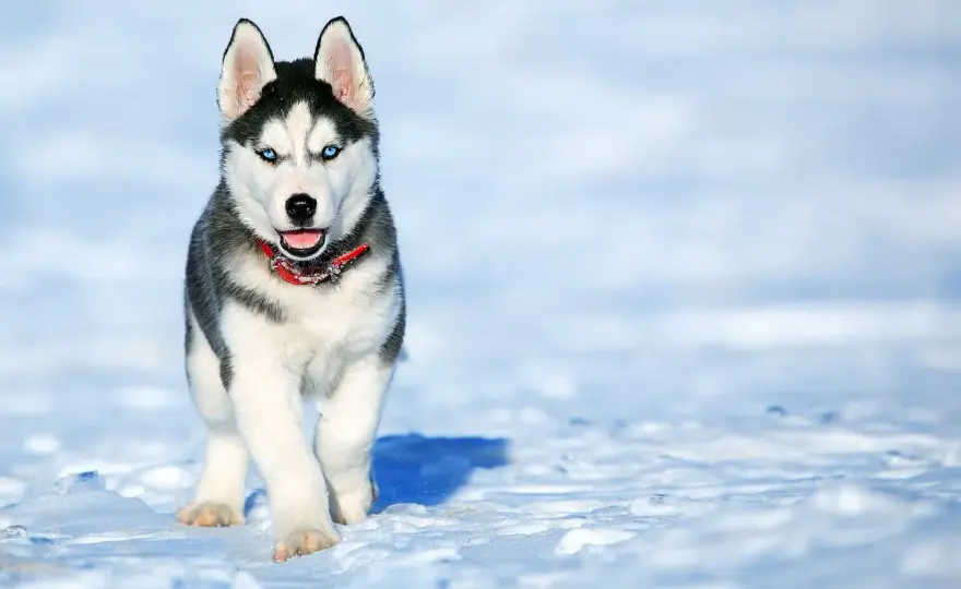 Ile kosztuje husky? Cena szczeniaka, utrzymanie i na co uważać?