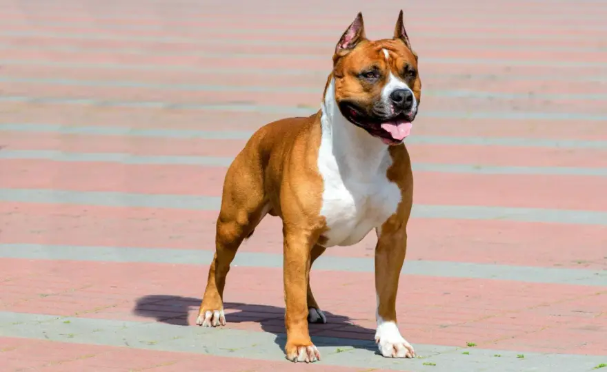 Staffordshire Bull Terrier - Charakter, szkolenie, zdrowie
