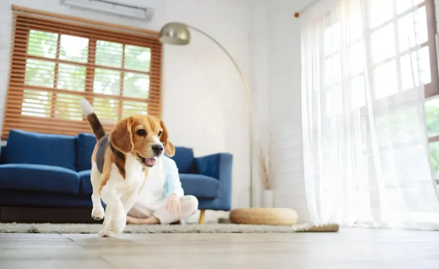 Hábitat del perro - Claves para su bienestar en casa