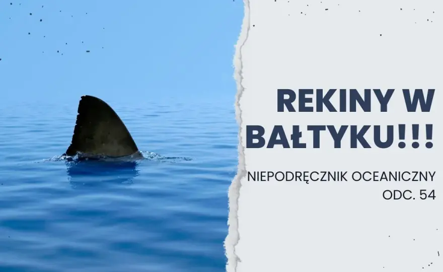 Czy rekiny są w Bałtyku? Bezpieczeństwo kąpieli i ich obecność