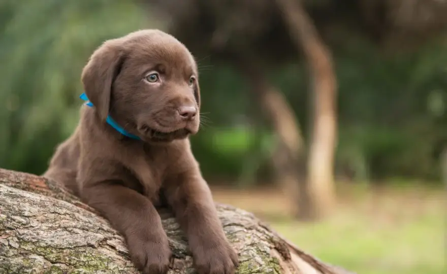 Labrador Retriever im Alltag - was du wirklich wissen musst