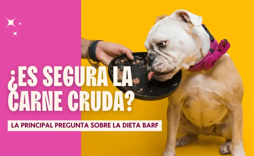 Carne cruda para perros - ¿Es segura? La verdad sin alarmismos