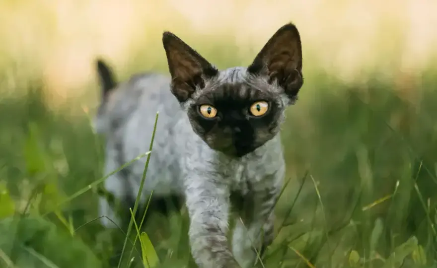Jak łatwo adoptować Devon Rex i uniknąć wysokich kosztów