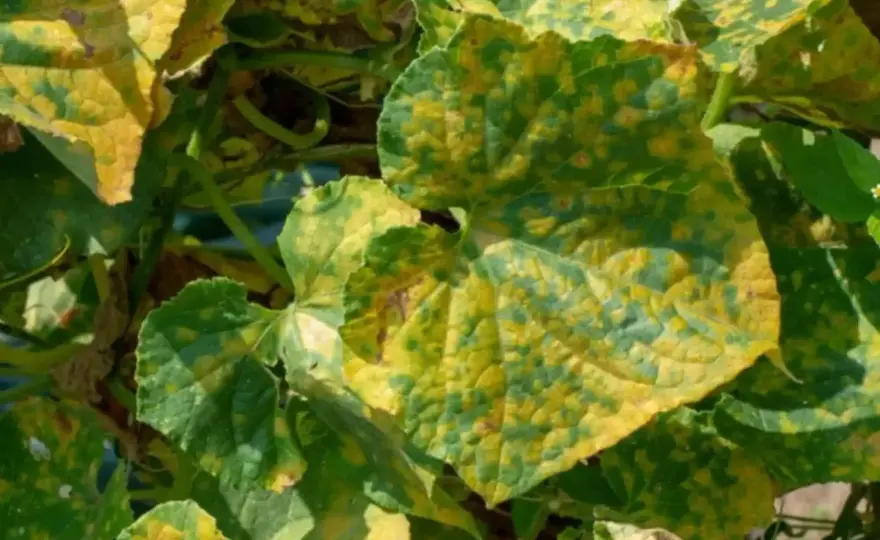 Peronospora delle zucchine - cosa fare ai primi sintomi