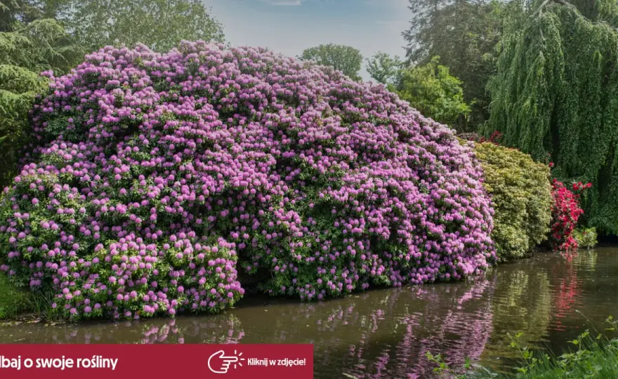 Kiedy kwitnie rododendron? Sprawdź terminy i pielęgnację