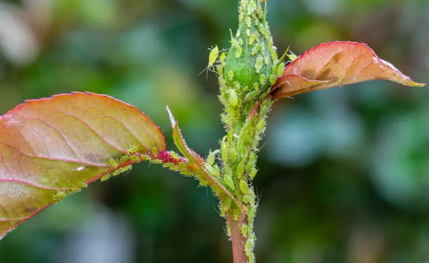 Pucerons sur les plantes - les bons gestes pour les maîtriser