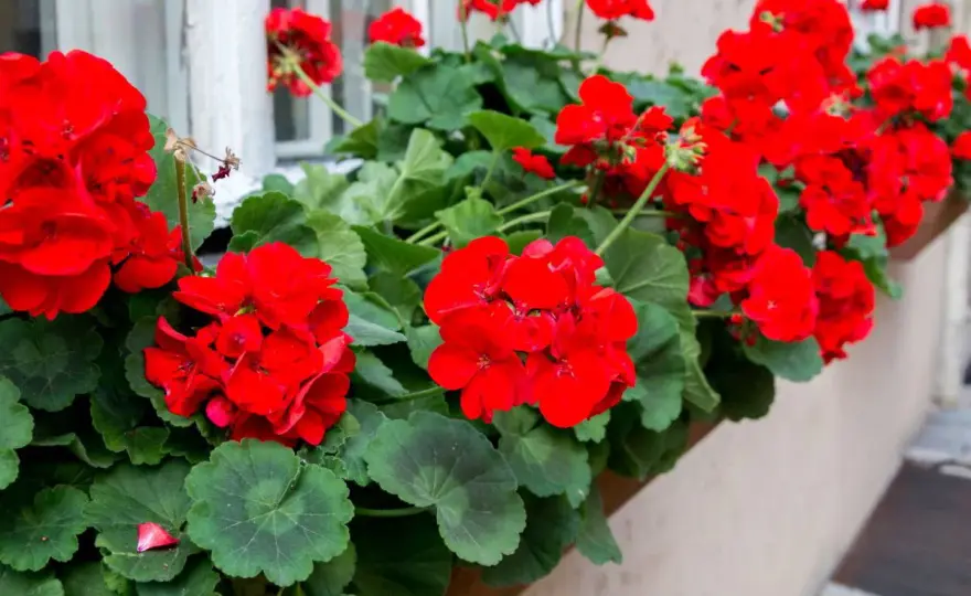 Przycinanie pelargonii - Gęste kwitnienie bez błędów!