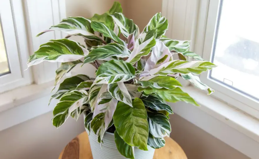 Calathea White Fusion - Guía para un follaje espectacular