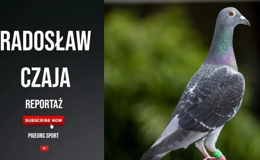 Filmy o gołębiach pocztowych: emocje, rywalizacja i pasja w kinie