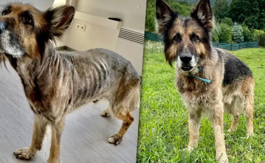 Jak oceniać interwencje DIOZ? Fakty vs. Emocje