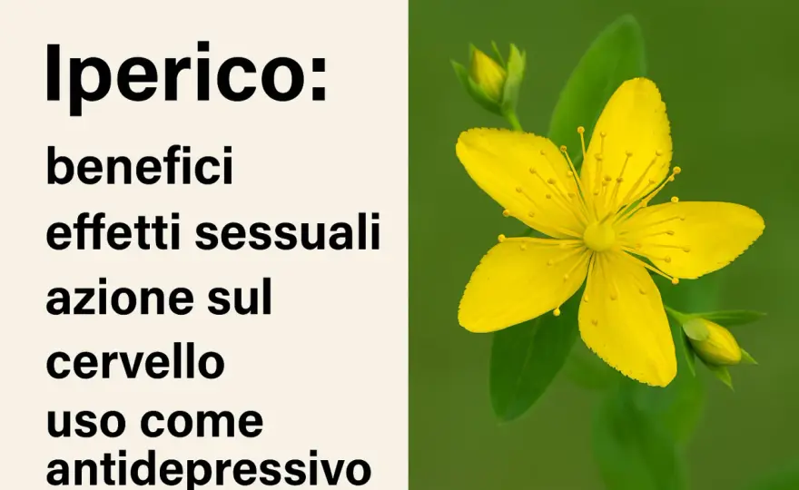 Iperico: benefici, rischi e interazioni - Guida completa