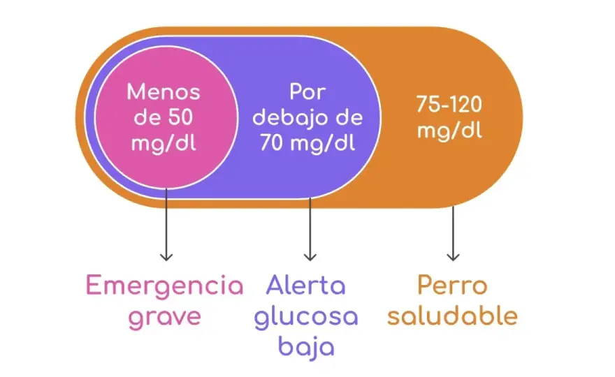 Azúcar en perros - ¿Es peligroso? Guía completa para dueños