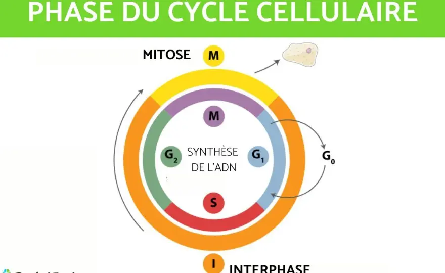 Cycle Cellulaire - Comprendre les Clés de la Vie Cellulaire