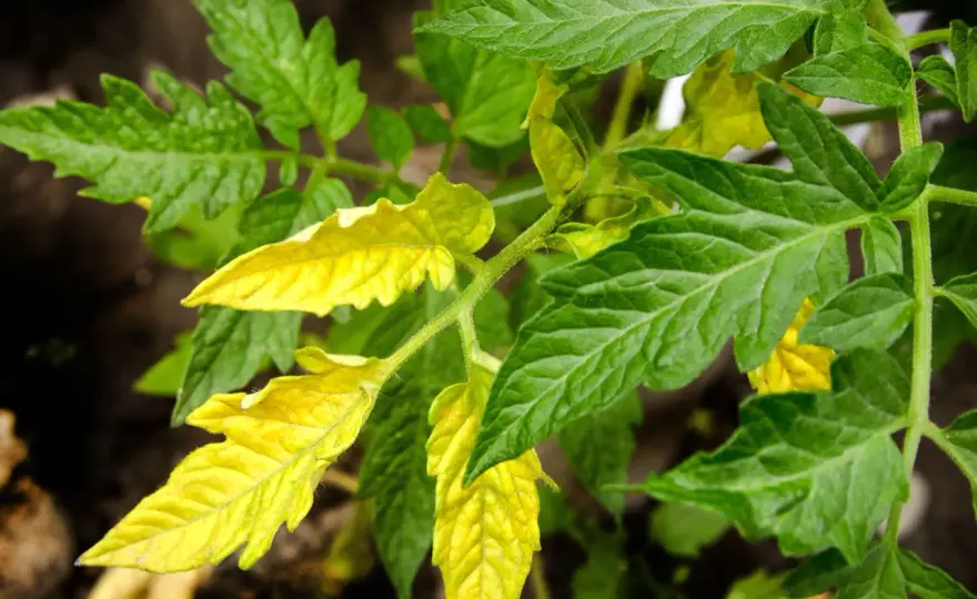 Foglie gialle nel pomodoro? Cause e rimedi nelle prossime 48 ore