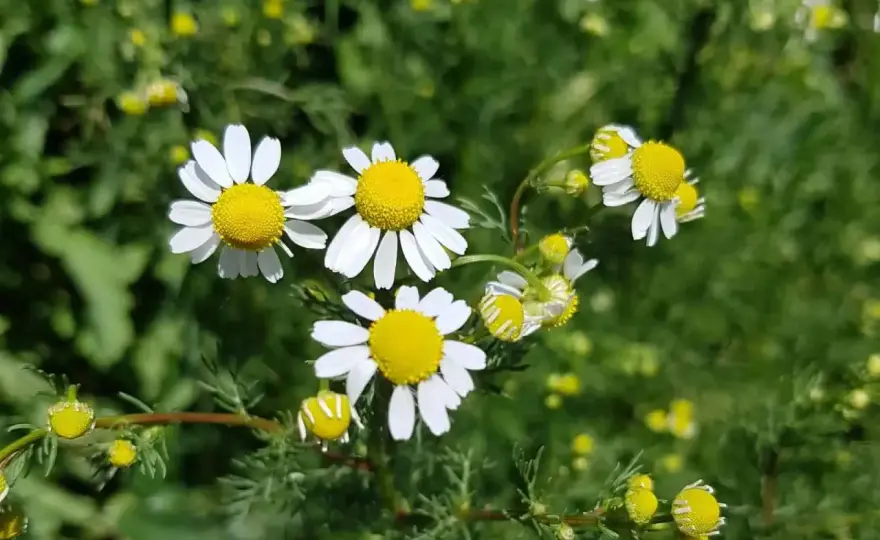 Echte Kamille erkennen - die sichere Bestimmung im Ziergarten
